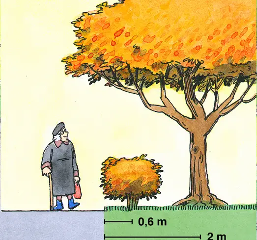 Illustration som visa vilka mått som gäller för att plantera buskar och träd.