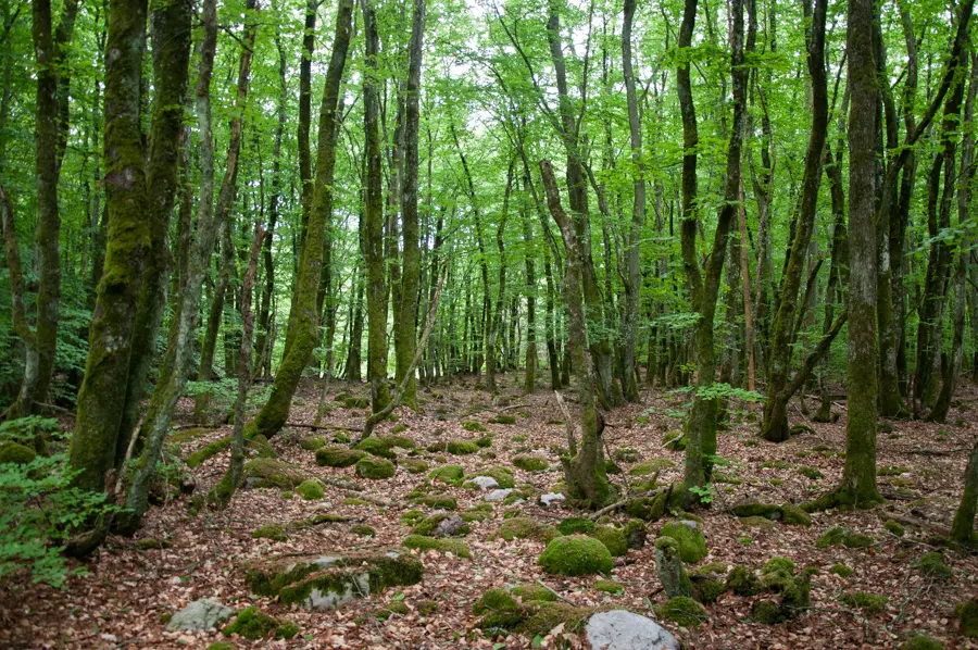 Skog med krokiga stammar och stenig mark