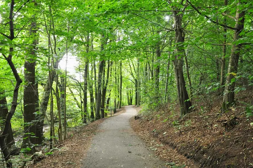 Gångbana i skog med bäck till vänster och backe till höger